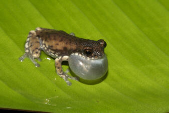 A tiny frog with mottled dark brown skin, its vocal sac inflated, sitting on a green leaf.