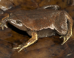 A frog with a flat head, and dark mottled brown skin, camouflaged against a dark brown leaf. A thin pale line runs from snout to tail.