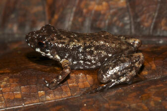 A small frog with bumpy, mottled brown and black skin camouflaged against a dark brown leaf.