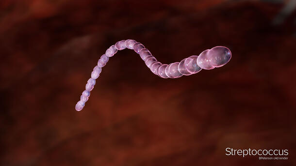 Rendering of a streptococcus bacteria, a series of circles connecting into the shape of a worm.