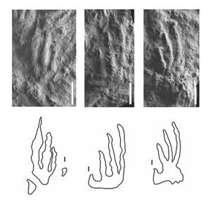 Three photos of small footprints in stone and matching line drawings. Each has three long thin central digits with outer digits not clearly defined.