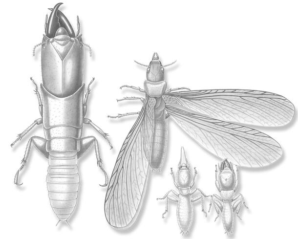 Line illustrations of two termite species: Gigantotermes rex (left) and Krishnatermes yoddha (right).