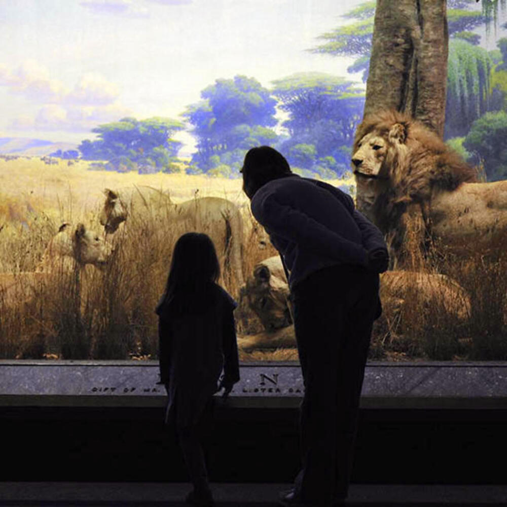 Silhouette of an adult and child looking into the Museum's lion diorama.