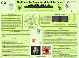 Research poster titled "The Molecular Evolution of the Bolas Spider Aggregate Gland Glue." 