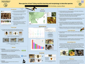 Research poster titled "New species of bee? Using machine learning and morphology to describe species." 