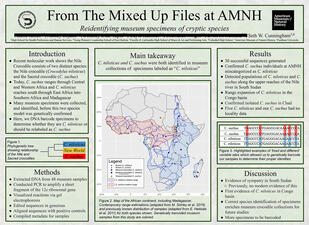 Research poster titled "From the Mixed Up Files of AMNH: Reidentifying museum species of cryptic species." 
