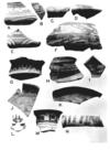 The Ekholm Collection at the AMNH