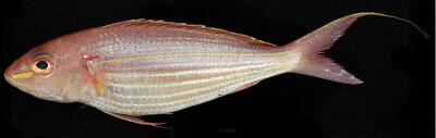 A small silvery-orange fish with thin white horizontal stripes.