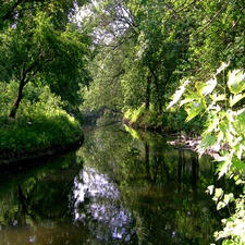 River surrounded by trees and greenery.