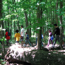 Seven people, adults and children, walk through a forest with a large, felled tree in the foreground.