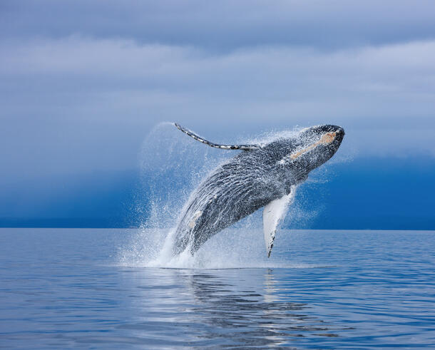 A whale jumping out of the open water.
