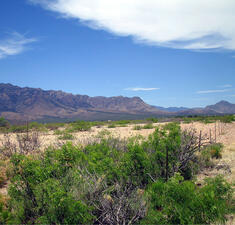 A desert landscape with bushes and a fence and mountains in the background.