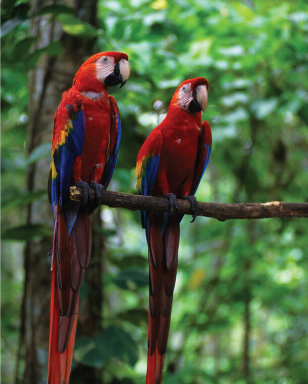Two parrots perched on a branch.
