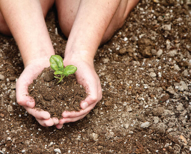 A person's two hands pressed together and holding a mound of dirt and a small, sprouting plant.