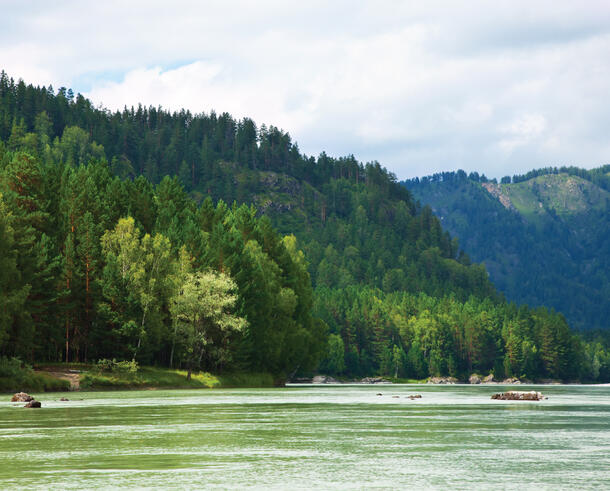 A body of water with a forest of tall trees on the shore and tree-covered mountains in the background.