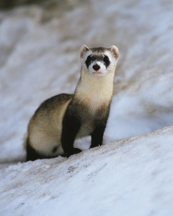 A black-footed ferret on all fours, with its head up, in an icy landscape.