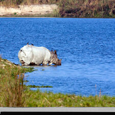 A rhinoceros stands in the water, with greenery along edges of water.