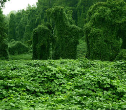 Kudzu vines completely covering the ground and large, towering shapes in the background.
