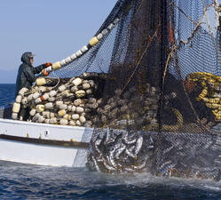 A fisherman on a boat pulls up a net filled with fish.