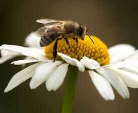 A bee perched on the center of a daisy. 