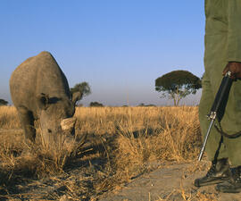 A rhinoceros grazing beside a person, only visible from the chest down, holding a cylindrical weapon.