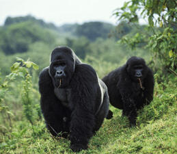 Two mountain gorillas walking on all fours in lush environment.