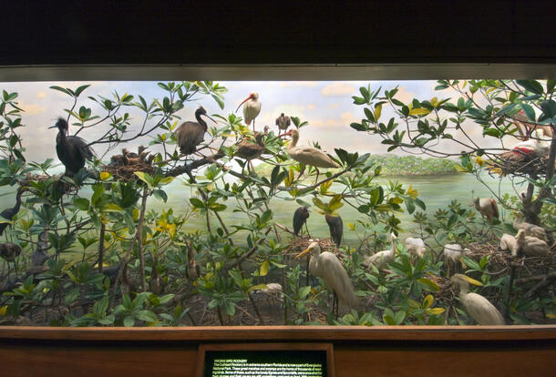 Museum diorama of over 20 birds in trees or on the ground by a body of water, plus a nest in a tree with four baby birds.