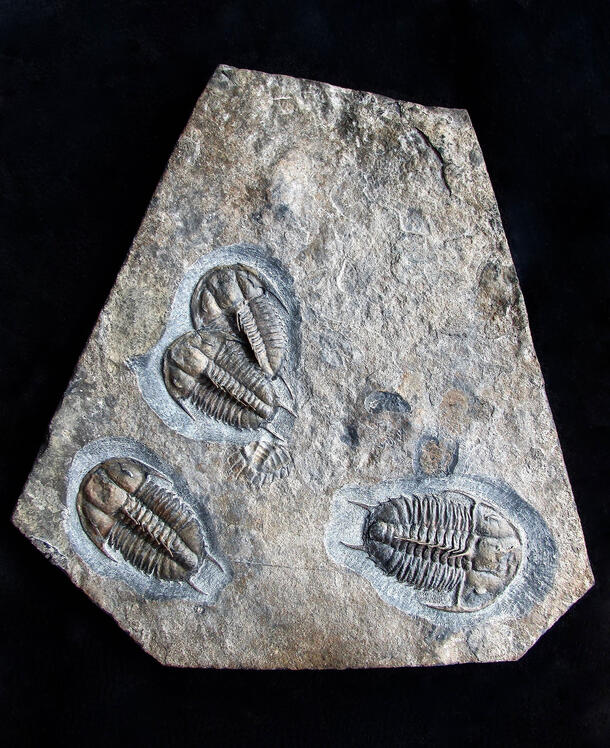 Four trilobite specimens encased in a six-sided piece of rock.