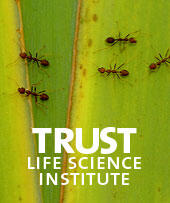The words "Trust: Life Science Institute" superimposed over a photo of five ants on a green plant.