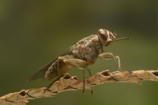 A tsetse fly on a branch