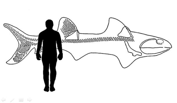 A drawing showing the silhouette of a human dwarfed against the outline of a so-called supershark.