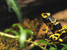 Warning Colors in the Animal World thumbnail