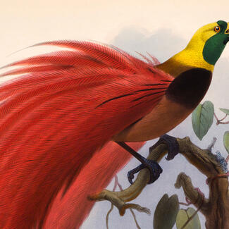A lithographic illustration of a bird of paradise with yellow and green head and long red body feathers.