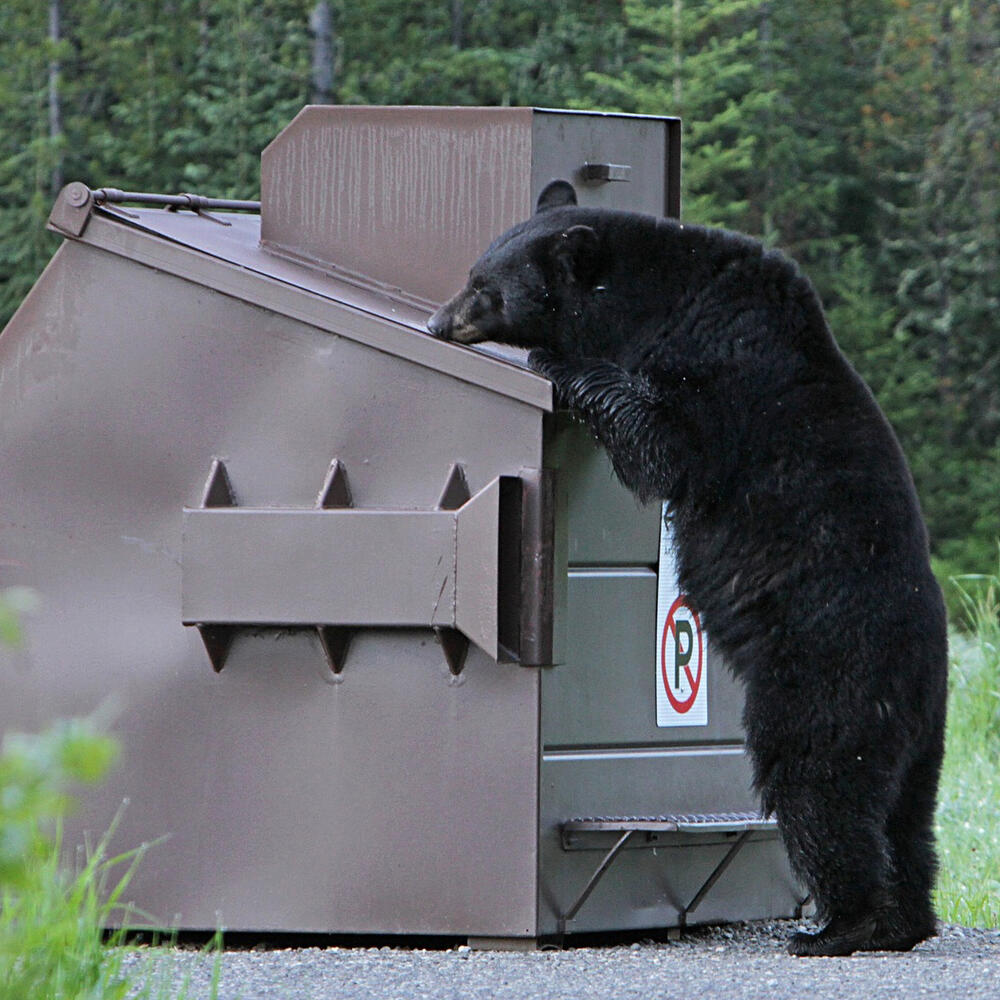 A black bear stands on its hind legs to reach a dumpster.