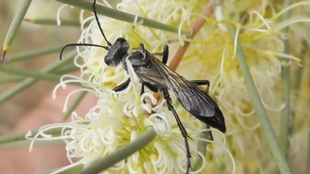 Niarchos Australia Wasp 