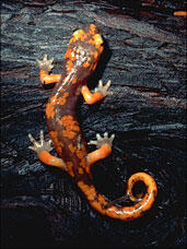 A small amphibian perched on a damp surface, with four limbs, a long tail, and bright red with darker markings.