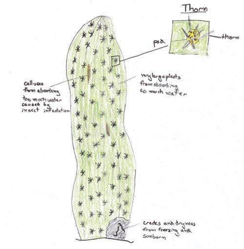 Drawing of cactus thorn detail