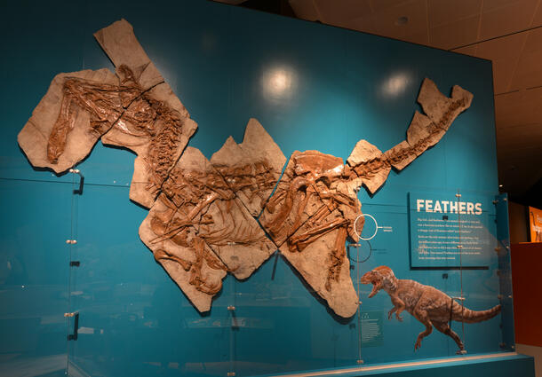 Yutyrannus fossil cast mounted on a wall in 12 separate pieces.