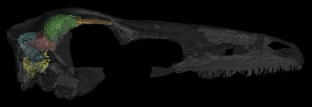 CT scan of the skull of the theropod dinosaur Zanabazar junior.