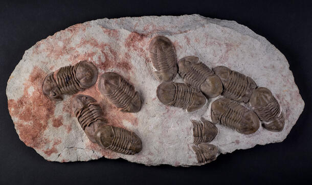 Roughly 12 full and partial trilobite fossils on an oval piece of rock.