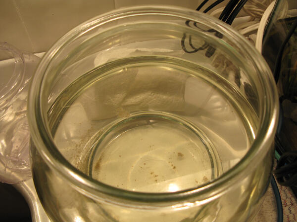 kalia-the-filtered-water-with-living-daphnia