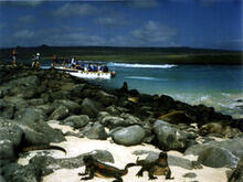 Iguanas on a rocky beach shore on the Galápagos island of Española