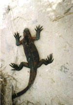 Overhead view of a dark-colored lizard lizard against light colored rock or sand. sand