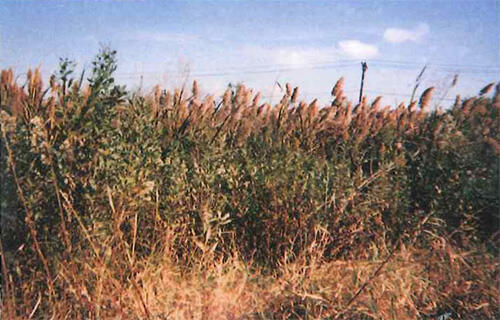 A medium-wide shot showing a patch of Phragmites australis, the tall, reedy, bushy marsh plants growing close together.