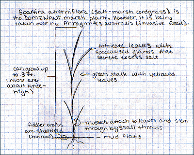 A drawing of a stalk of Spartina alterniflora, with arrows pointing to its thin leaves and other features.