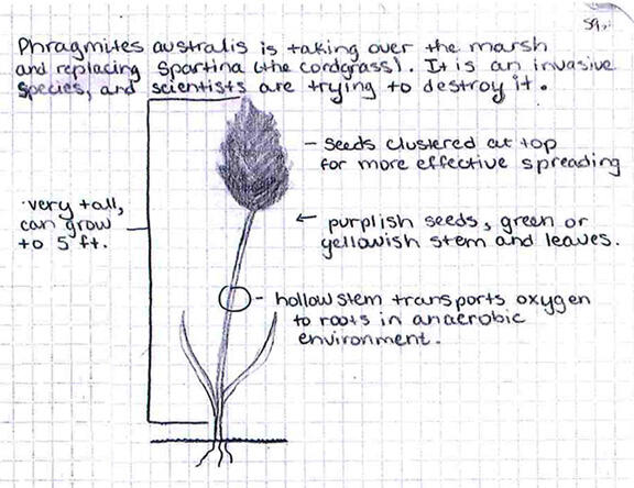 A drawing of a stalk of Phragmites australis shows its bushy oblong cluster of seeds atop its thin reed body