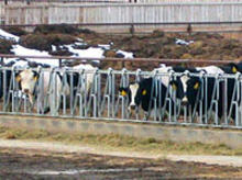 Cows feeding near the highway.