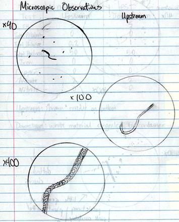 Essay on microorganisms