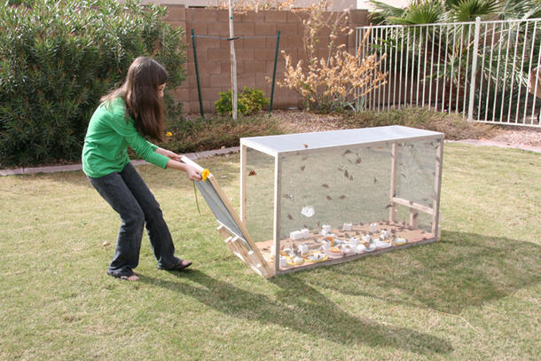 A girl standing on a grass lawn in the sunshine opening the side of a huge rectangular screened cage to release dozens of butterflies.