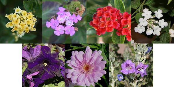 Photos of yellow, purple, red, and white lantana, and three purple flowers: petunia, argyranthemum, and sage